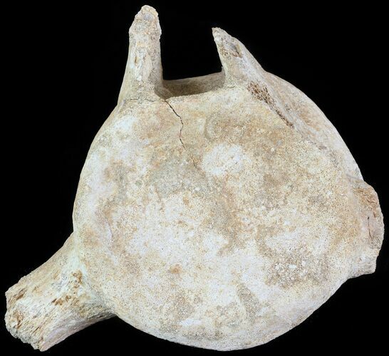 Plesiosaur (Zarafasaura) Cervical Vertebrae - Morocco #64407